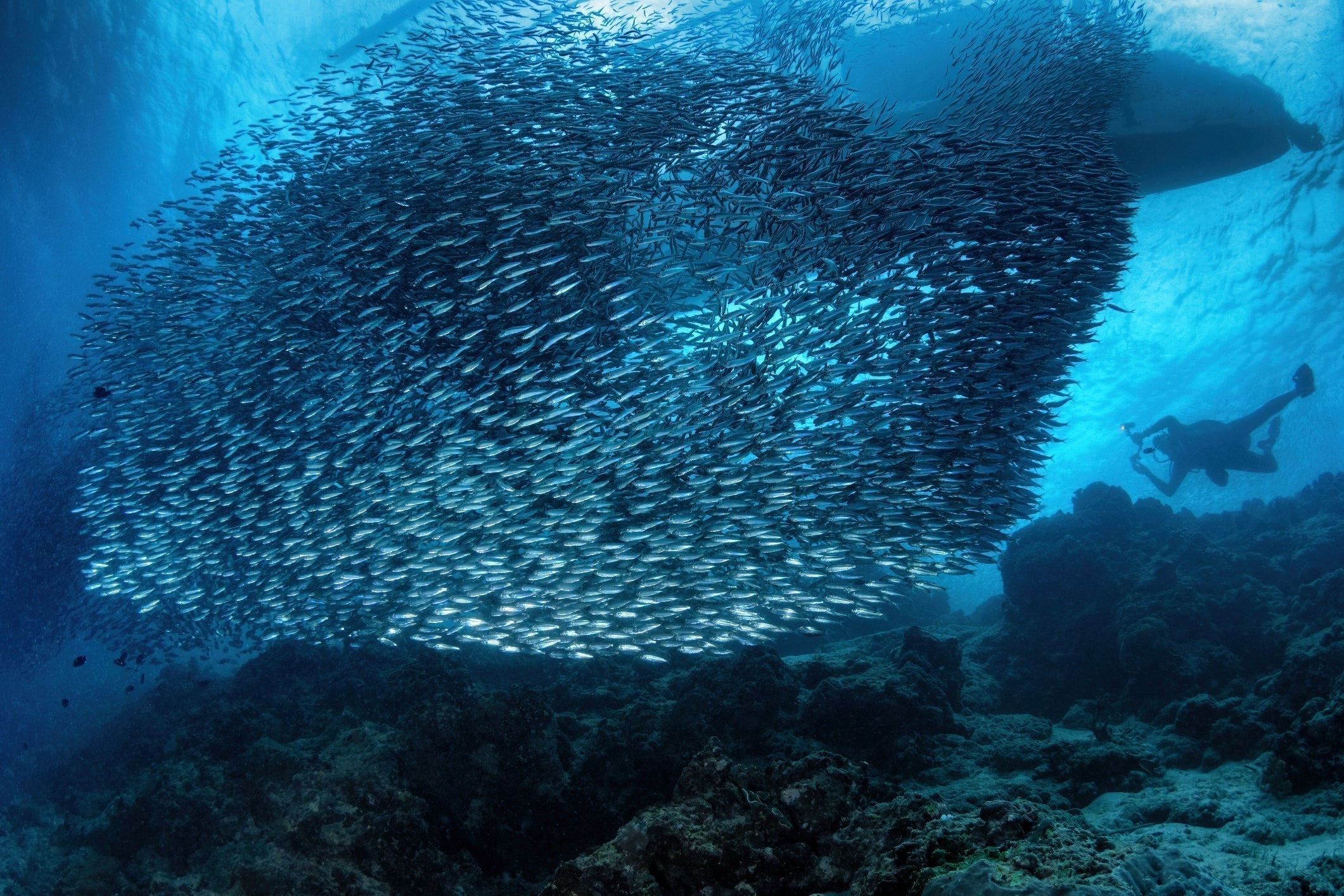 Un banc de sardines sous l'eau